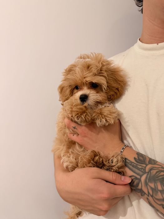 Хлопчик  мальтіпу ф1 преміум цуцик