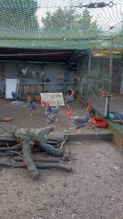 Faizoes várias qualidade