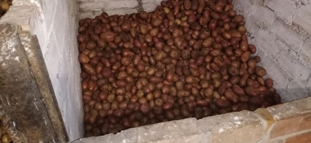 Продам картоплю велику.