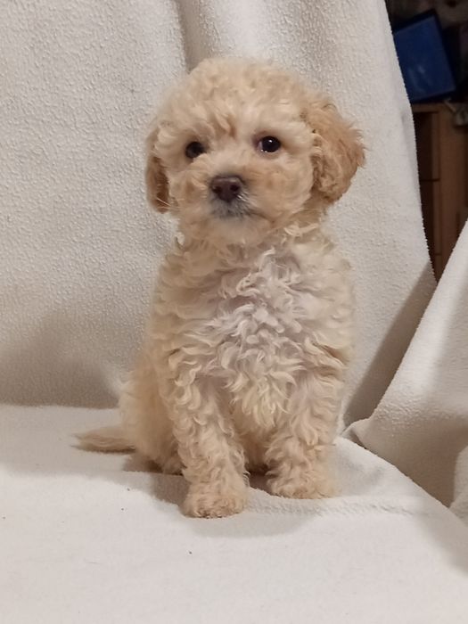 Шикарная Девочка пудель