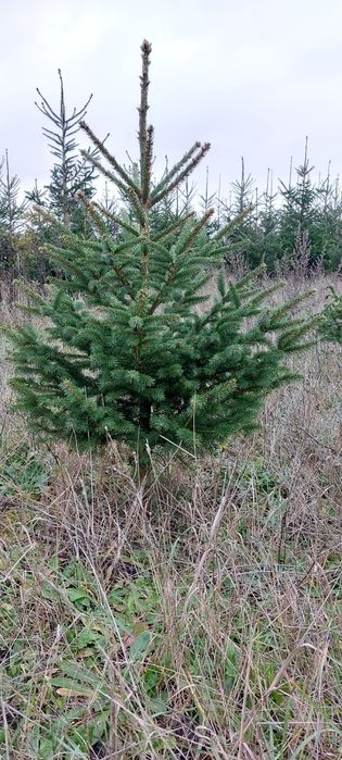 Świerk srebrny w donicy