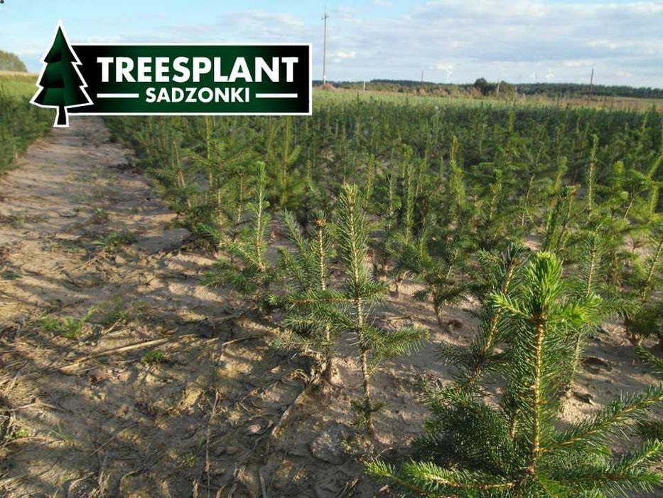 Świerk Pospolity 3L 20-30cm / srebrny jodła kaukaska sadzonki