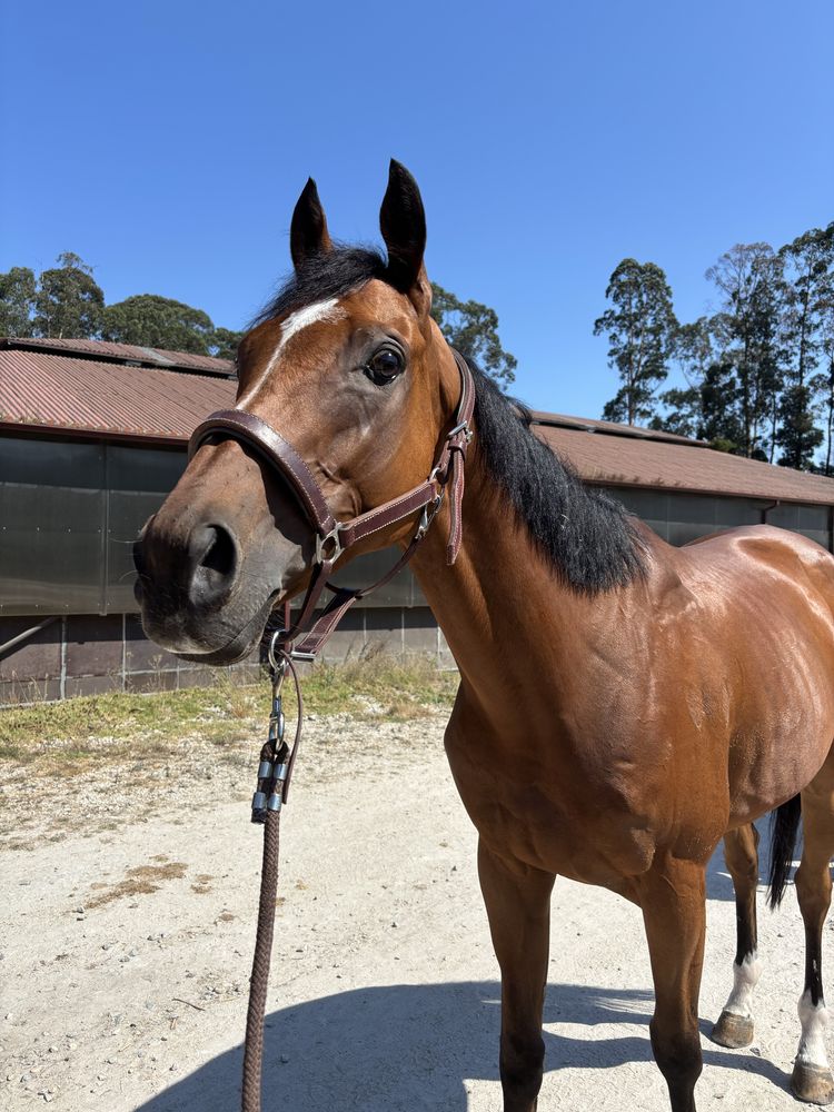 Cavalo PSI para venda