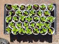 Plantas de malaguetas Carolina reaper e ghost pepper
