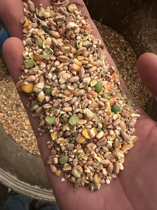 Naturalna mieszanka dla kur niosek - sypka / 20kg worek