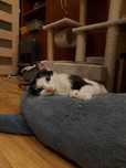 Kitku - młodziutki kocurek do adopcji!