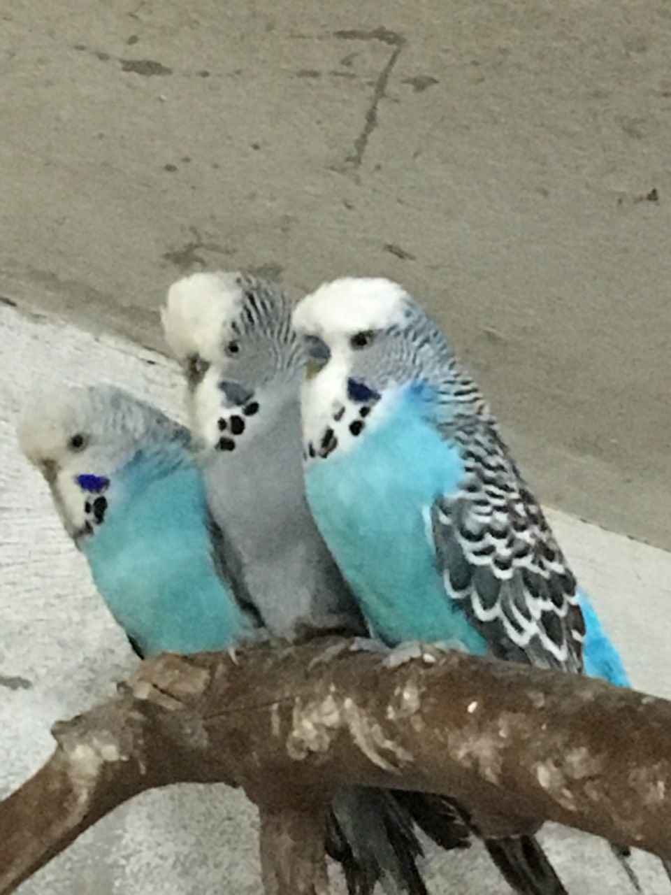 Папуга молодняк різні види
