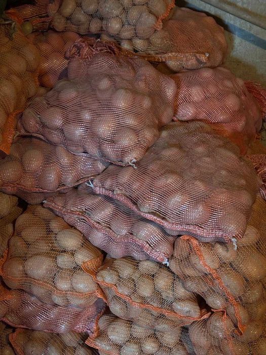 Ziemniaki Belaroza bez chemii, tradycyjna uprawa! Lusina k. Kraków