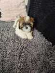 Śliczny piesek rasy Shih tzu