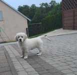 Golden Retriever ZKwP FCI rezerwacja piesekna maj/ czerwiec