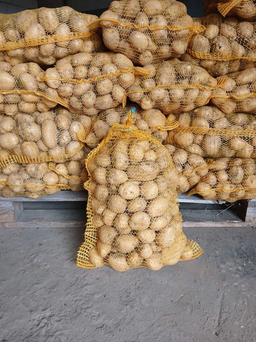 Ziemniak Denar , marchew, burak podłużny