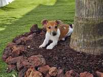 Jack Russell Terrier Exemplar Genuíno
