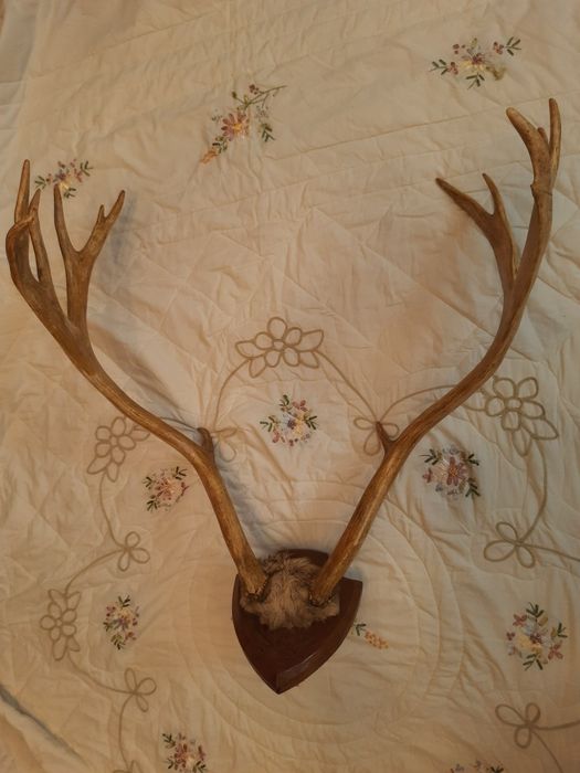 Рога оленя натуральные