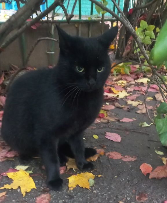 Чорненький молодий котик