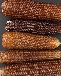 MILHO DOURADO - Adaptado ao nosso clima