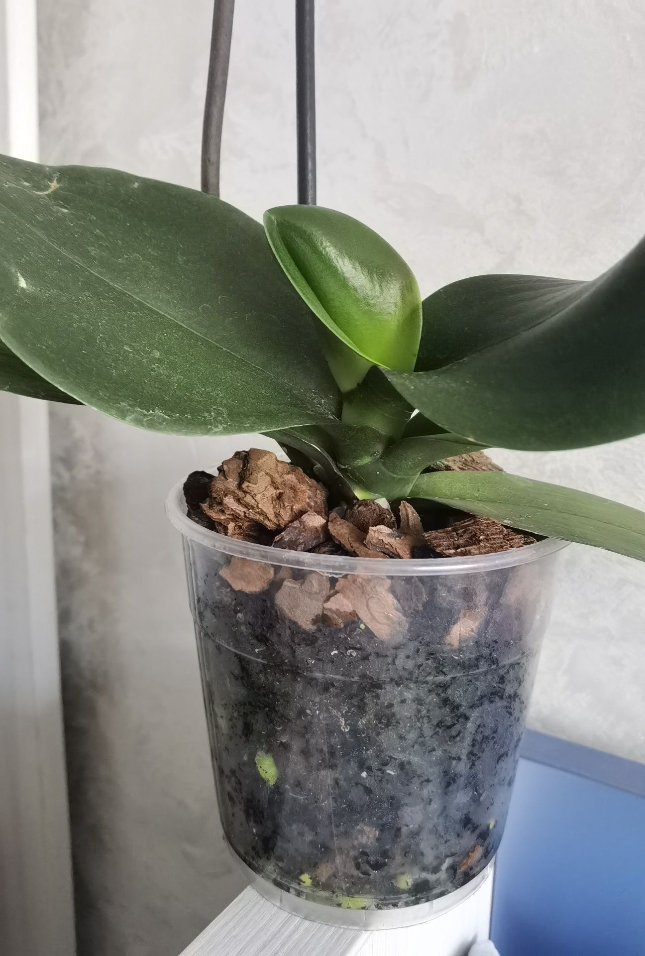 Орхідея Мірафлора