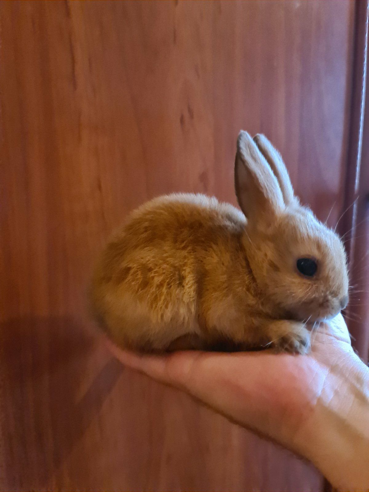 Карликовый нидерландский мини кролик