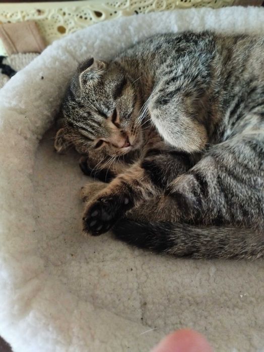 Нащадок Скоттіш фолд сподівається знайти люблячу родину