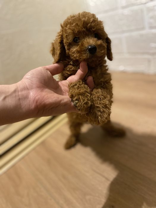 Премиальный мальчик мальтипу ред браун из Китая