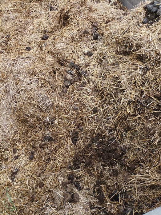 Obornik koński z silosu, nawóz naturalny