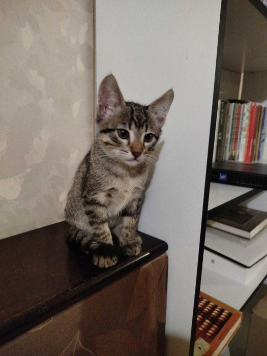 Круті котики для гарних людей