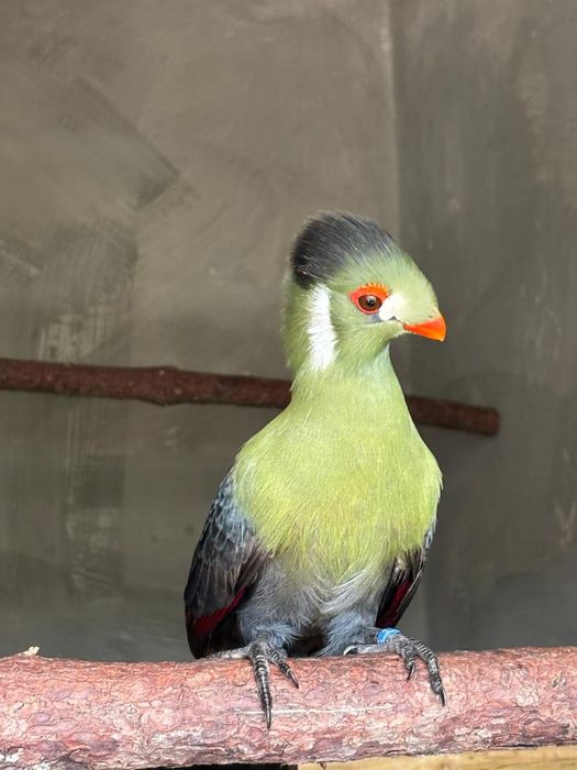 Macho de turaco leucotis