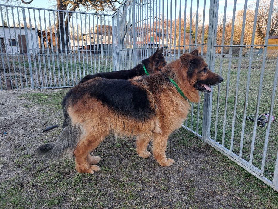 Hades i Hera- rodzeństwo owczarków szuka domu