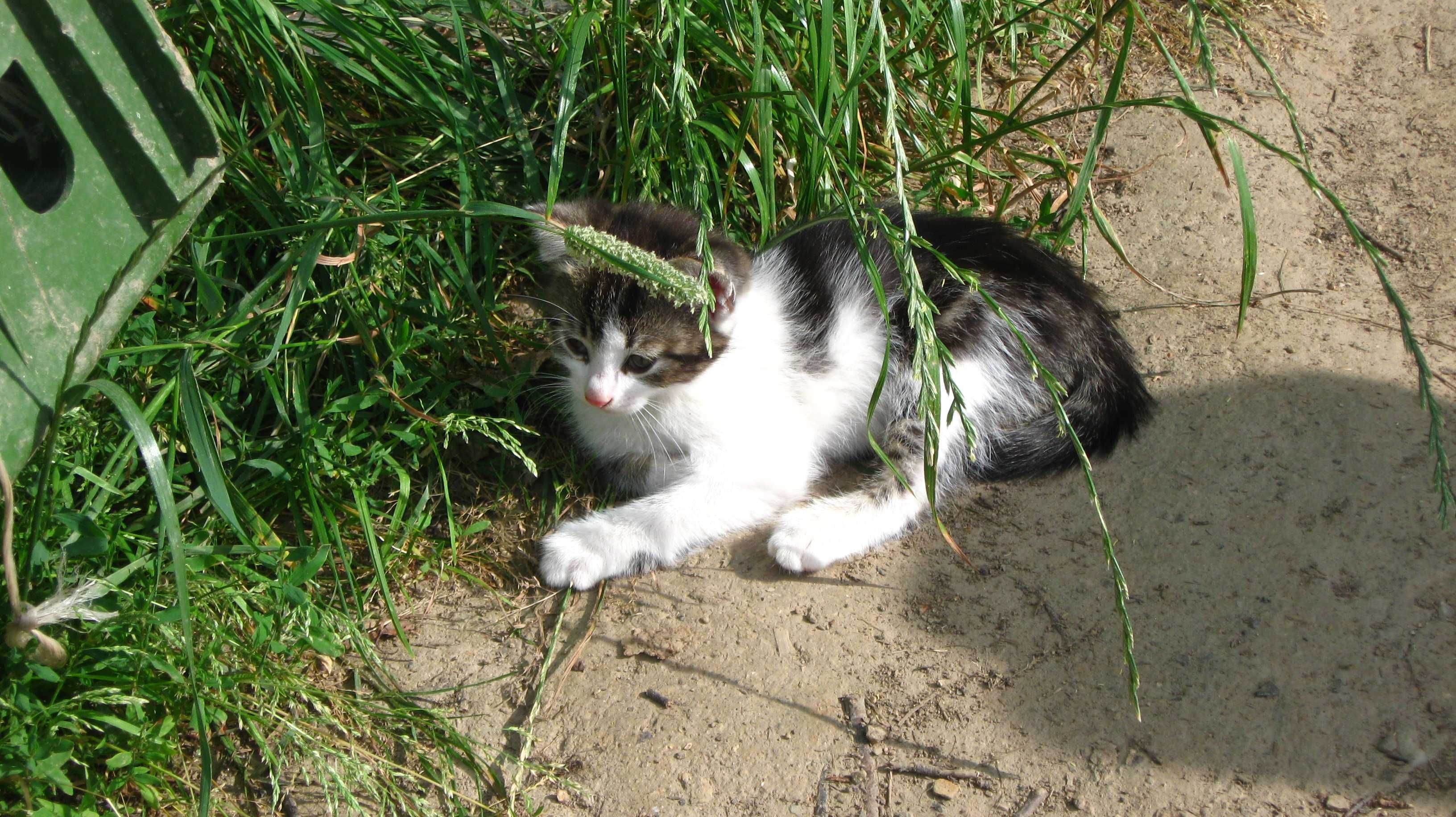 Oddam kotkę i kocura do adopcji