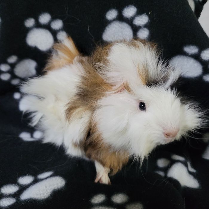 Świnka morska peruwianka samiec