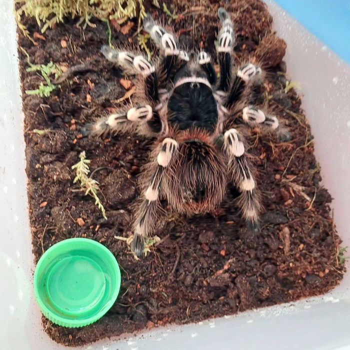 Ptasznik Pająk Acanthoscurria geniculata samica z terraraium