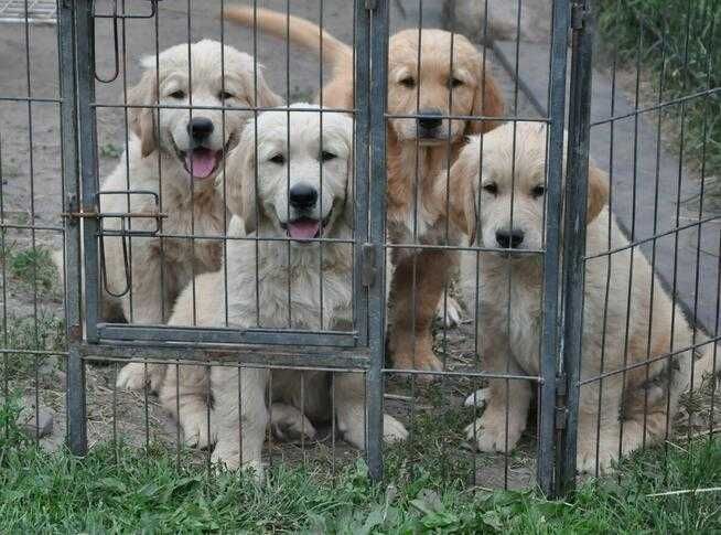 golden retriever