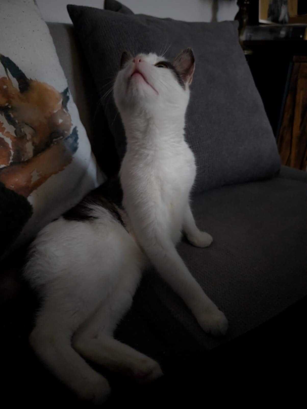 Igusia kotka do adopcji