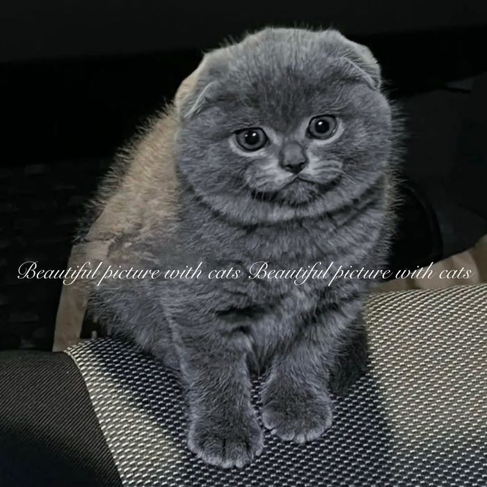 Висловухі кошенята синього кольору