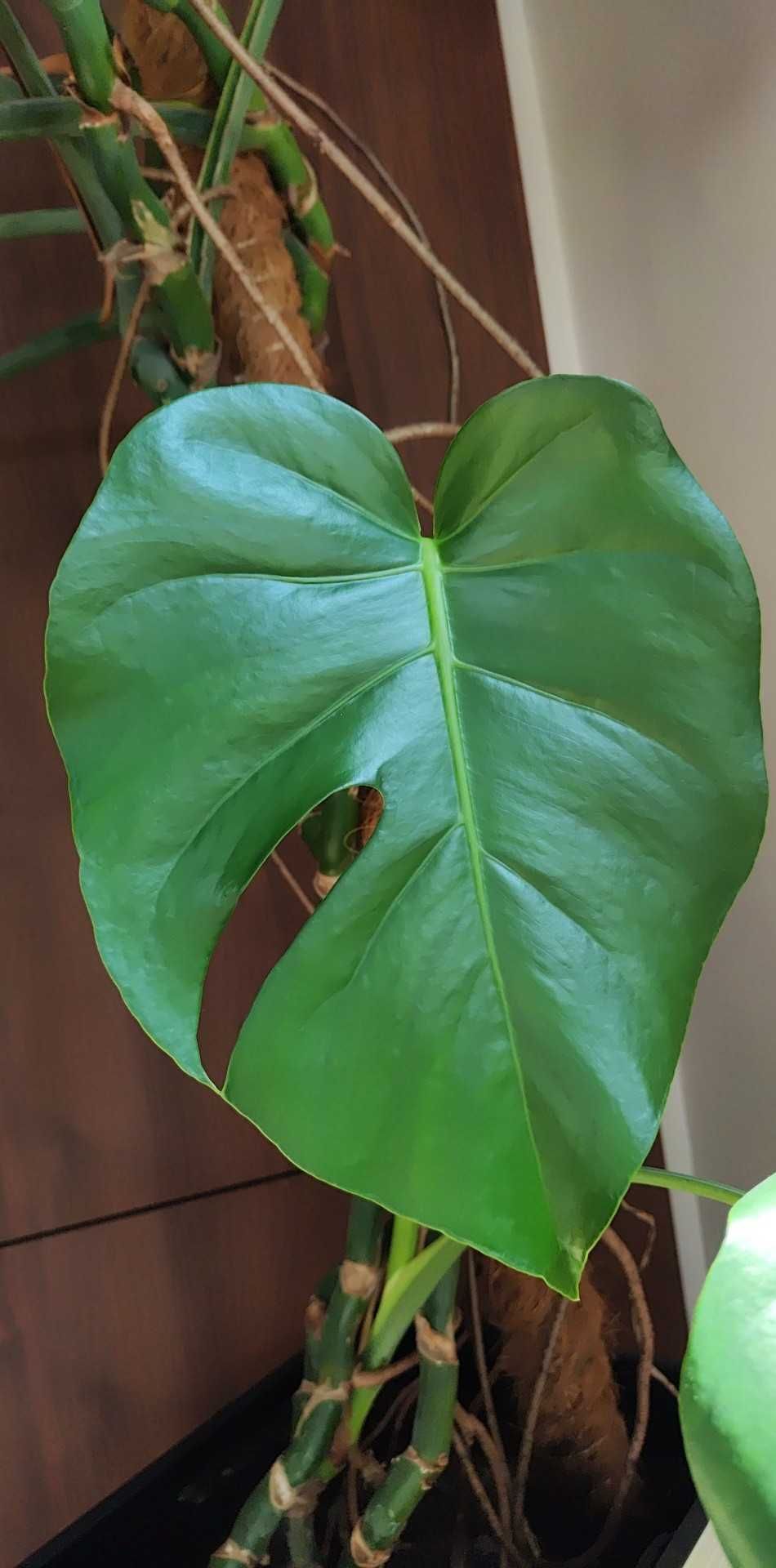 Monstera deliciosa, szczepka