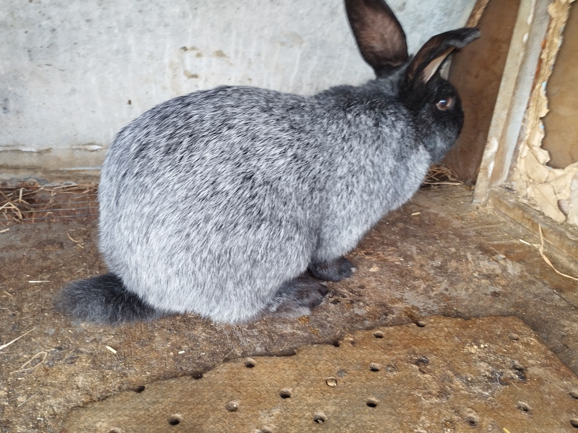 Продам кроликов Полтавская серебро