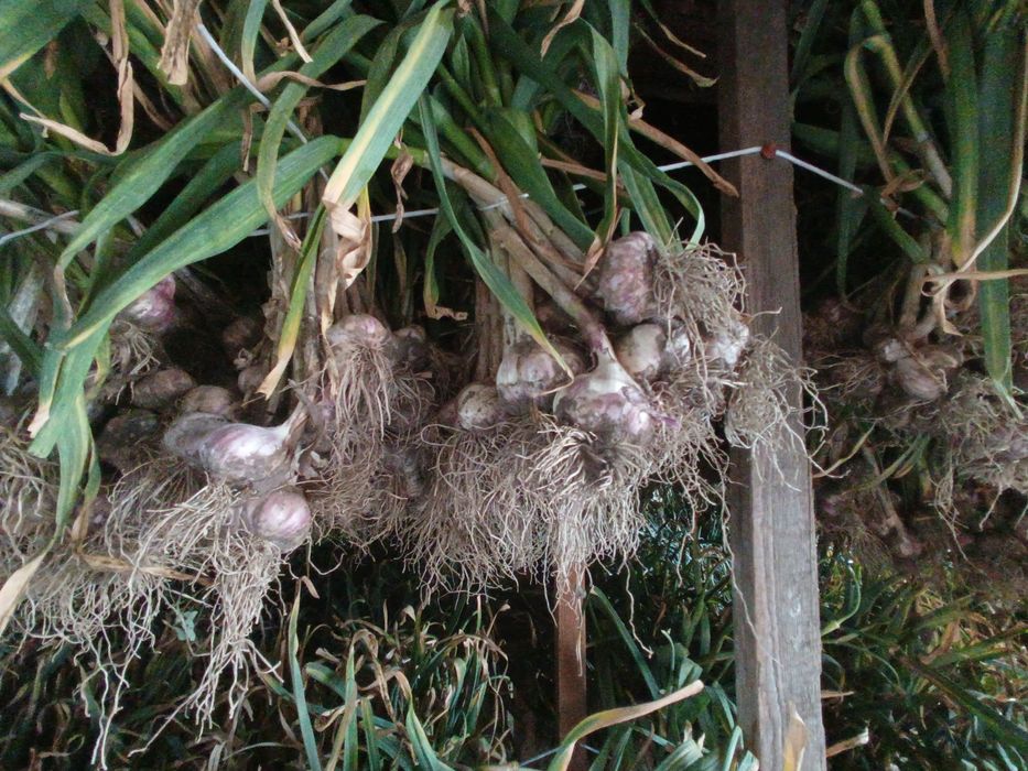 Harnaś poniżej 50mm  20zl kg zdrowy