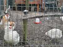 Araucana bezogoniasta, niebieskie jaja lęgowe, kurki, kurczaki,