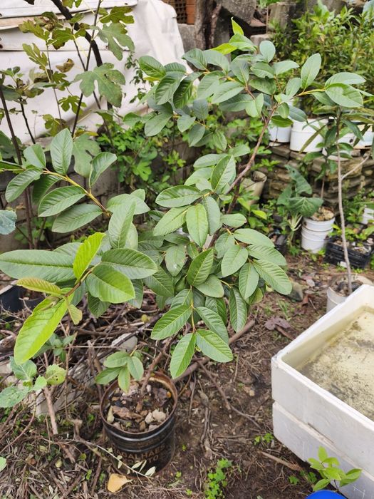 Árvores frutíferas exóticas e tropicais
