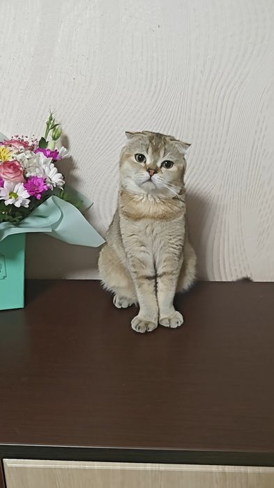 Шотландська висловуха дівчинка