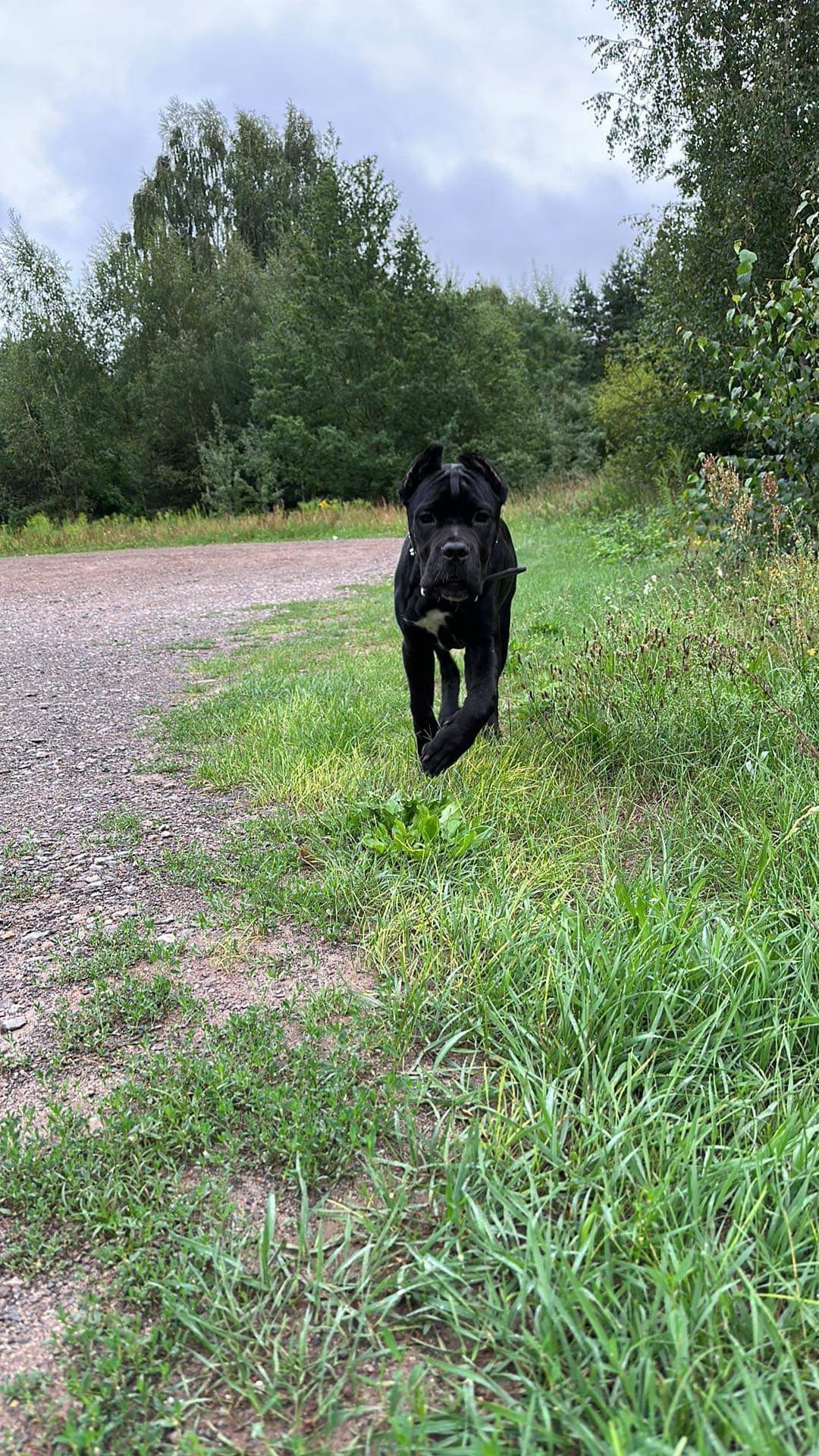 Cane Corso mocny pies