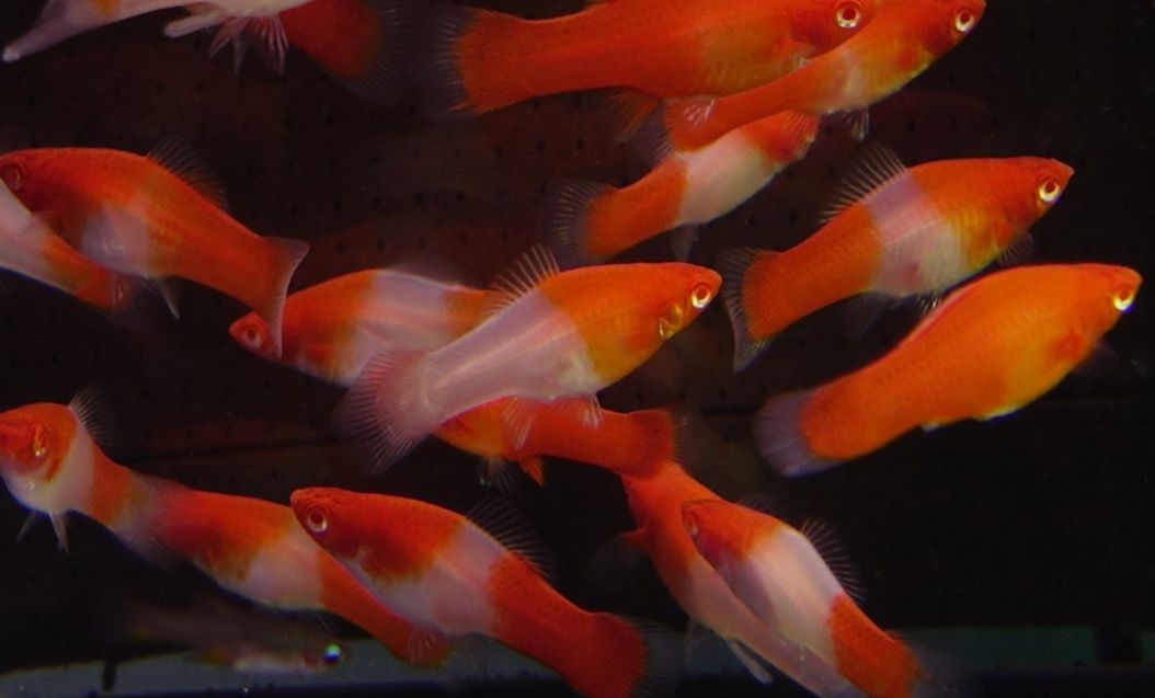 Mieczyk koi albino od Neon Zoo