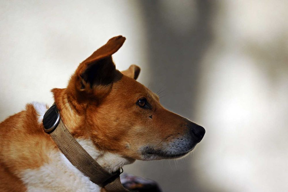 AF Micro Nikkor 60/2.8D макрооб'єктив предметна, стоматологія, природа