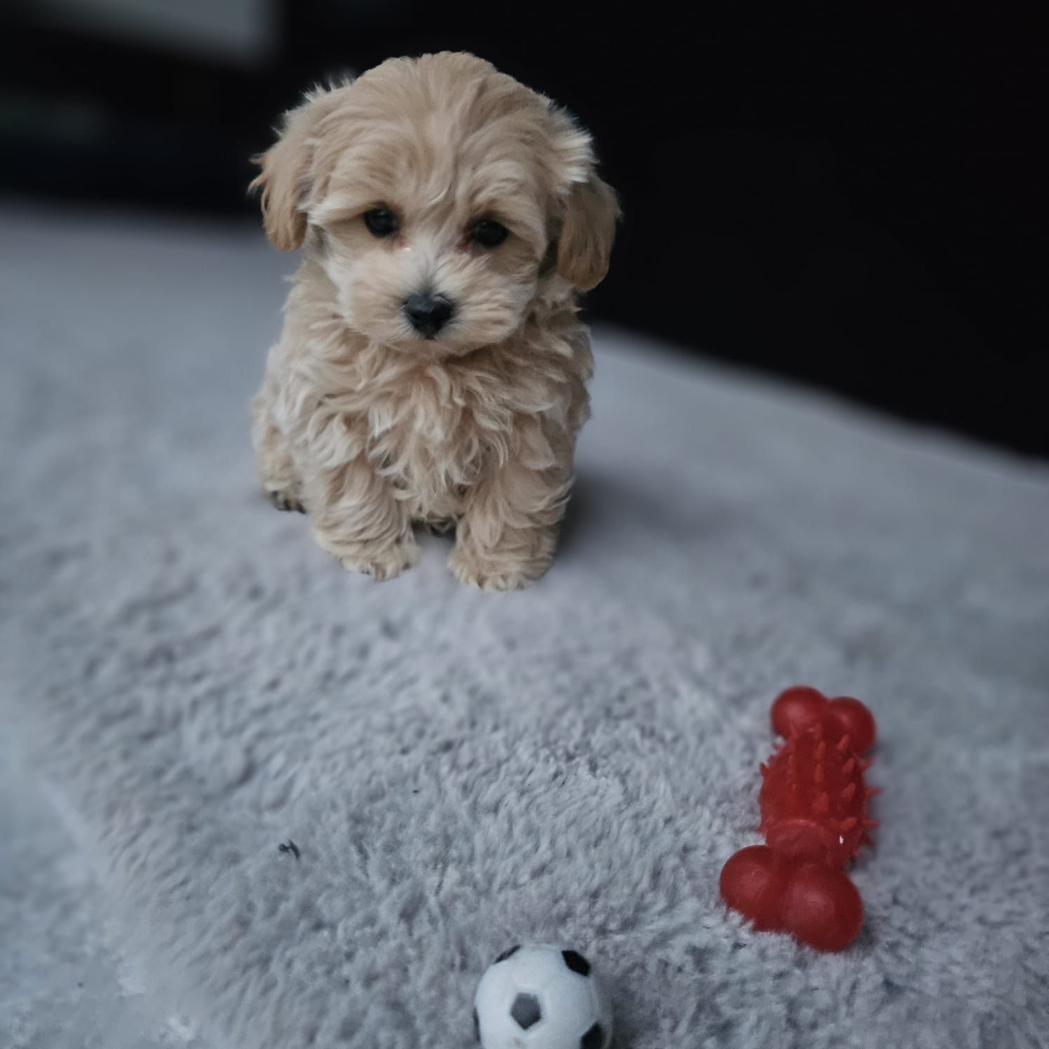 Najśliczniejszy Chłopczyk Maltipoo
