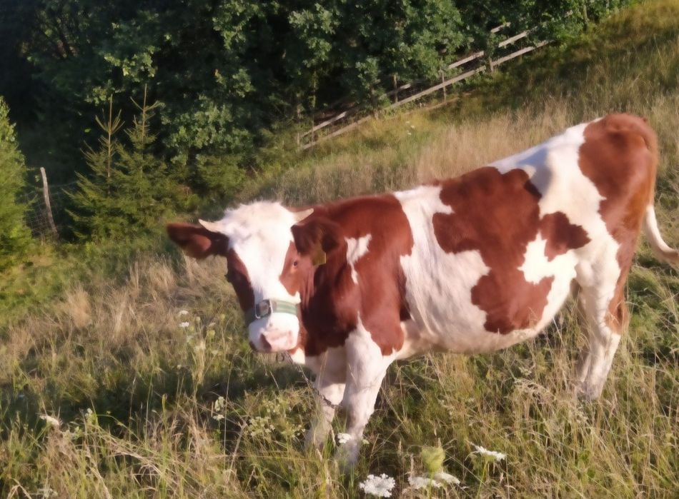 Spszedam jałówke 17 Mieieczną