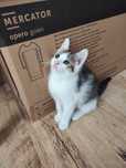 Małe koty do adopcji