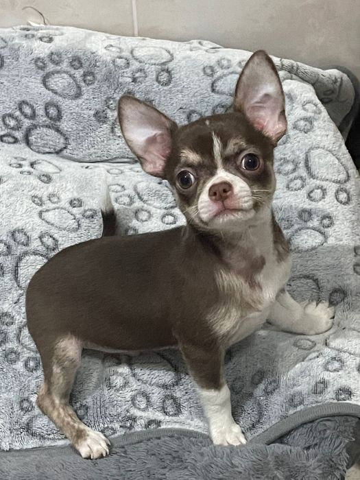 Chihuahua Macho tricolor chocolate
