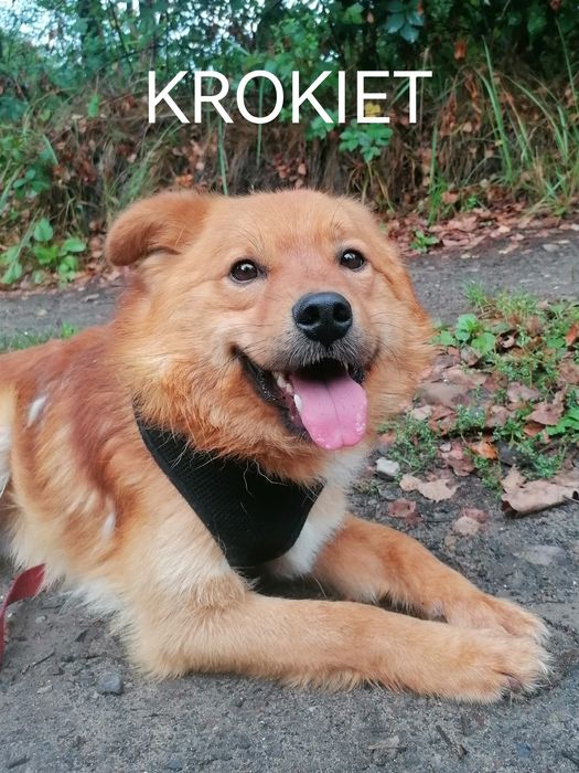 KROKIET młody łagodny piesek szuka domu