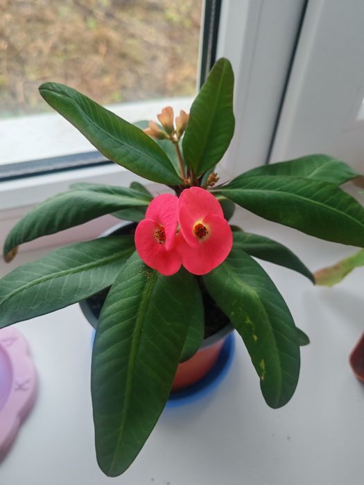 Молочай міля червоний та білий