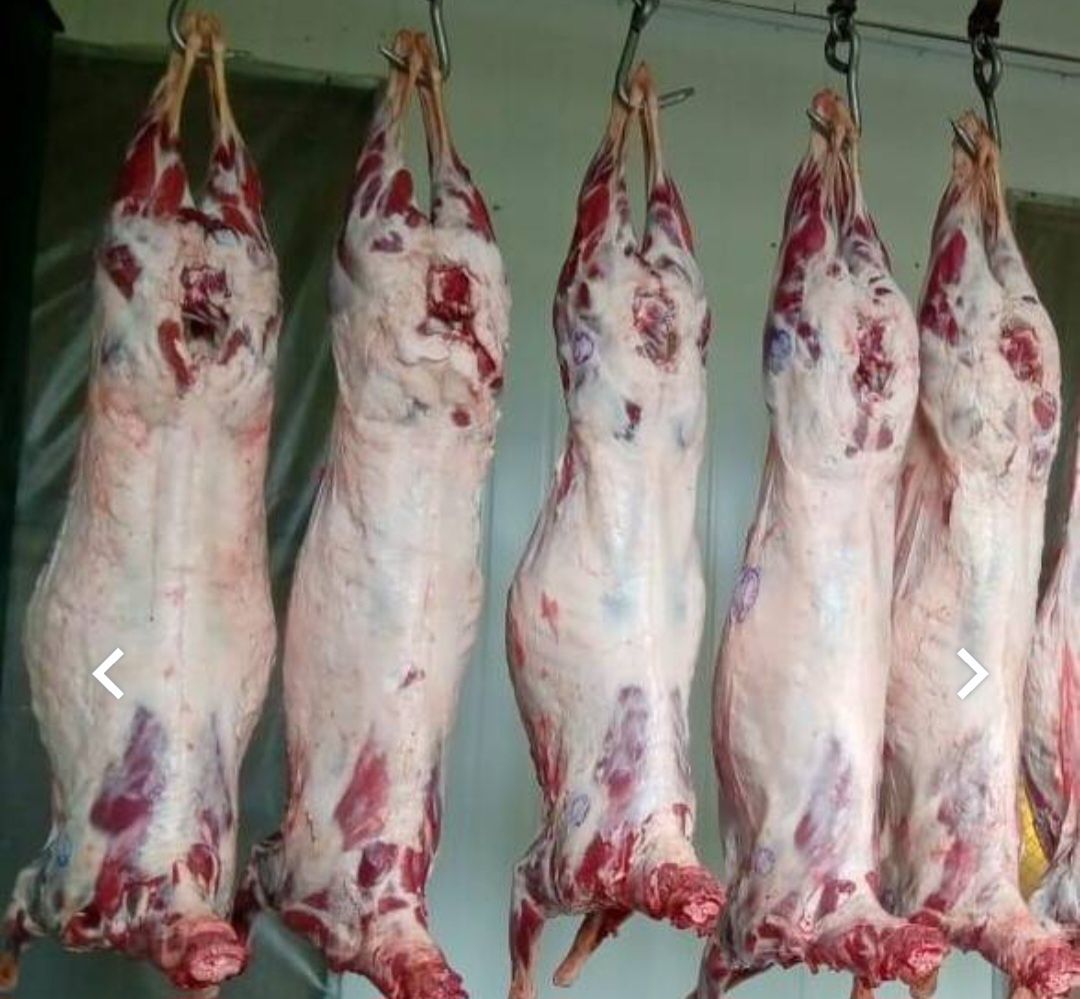 Баранина свіжа продам
