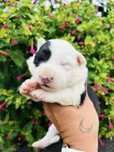 Excelente menina border collie tricolor